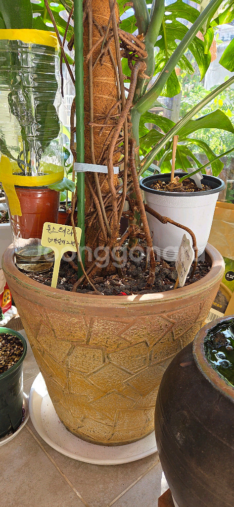 알보몬스테라 바리에가타--6