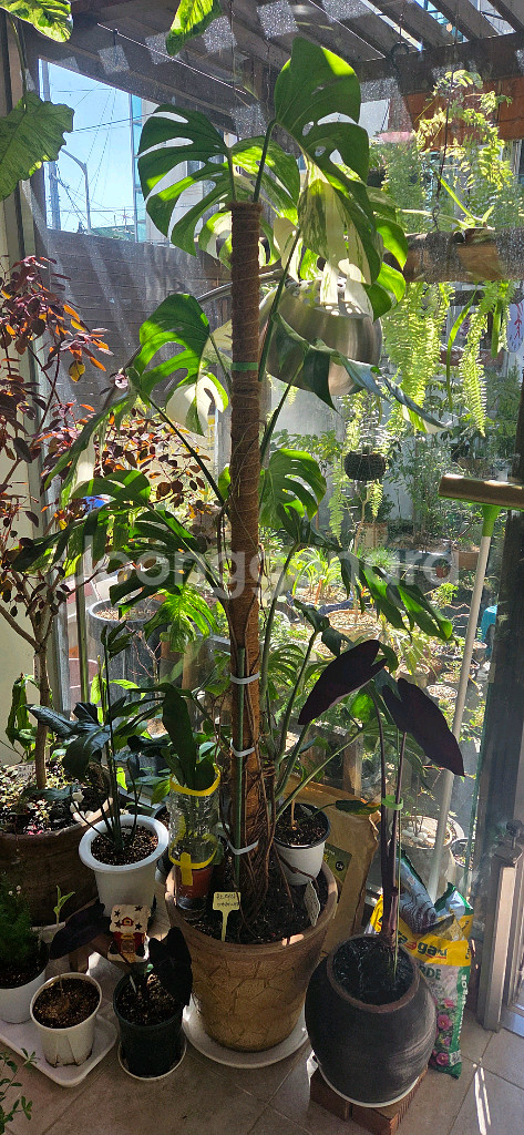 알보몬스테라 바리에가타--7