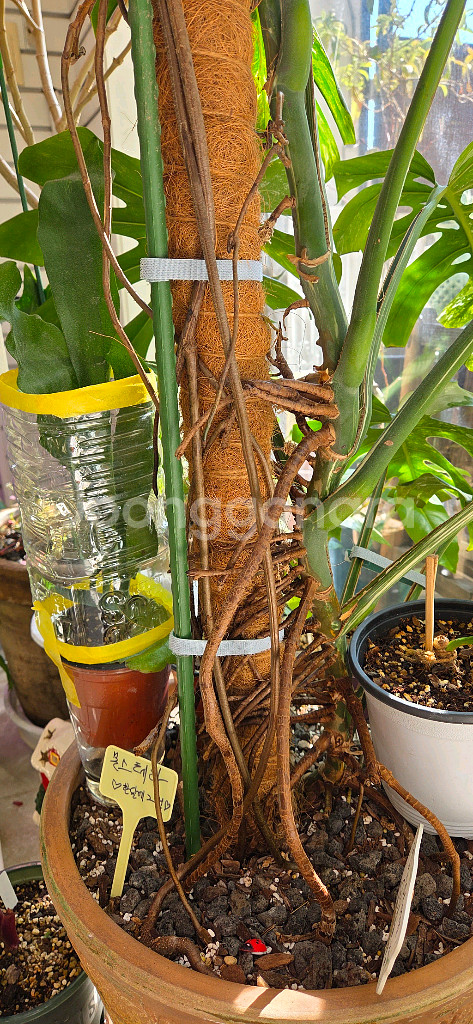 알보몬스테라 바리에가타--5