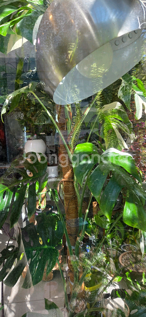 알보몬스테라 바리에가타--2