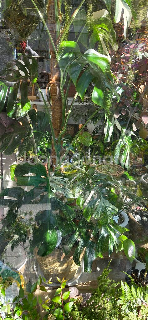 알보몬스테라 바리에가타--3