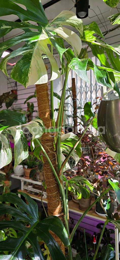 알보몬스테라 바리에가타--4