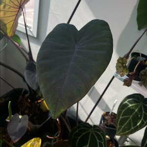 콜로카시아 블랙매직 2촉 이미지