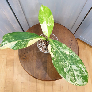 #조배X #잎27cm ~ 디펜바키아나 윌슨 바리에가타