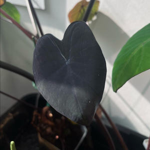 콜로카시아 블랙코랄 자촉 이미지