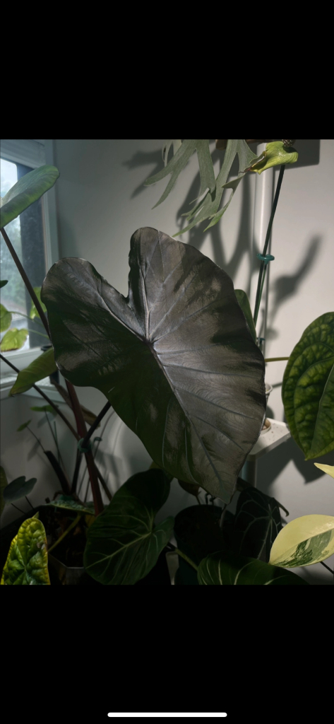 콜로카시아 블랙코랄 자촉 이미지