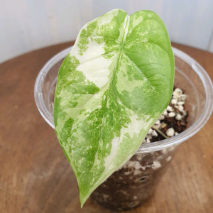 #조배X #자구 ~ 알로카시아 실버드래곤 알보