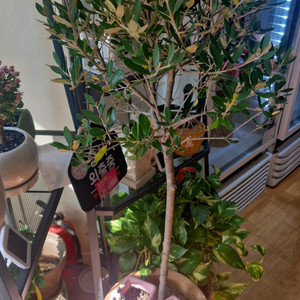 올리브나무 ㅡ 토분