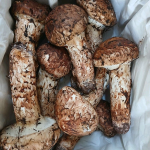 송이버섯 능이버섯 팝니다 오늘만쌉니다 1등급만남음