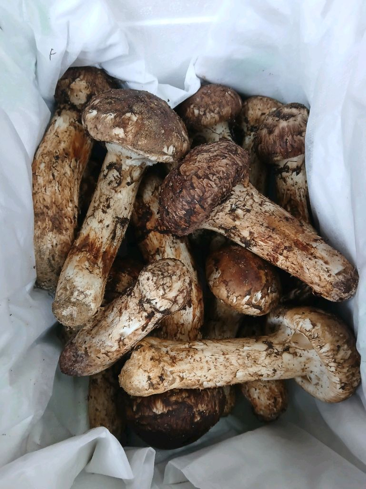 송이버섯 능이버섯 팝니다 오늘만쌉니다 1등급만남음 이미지