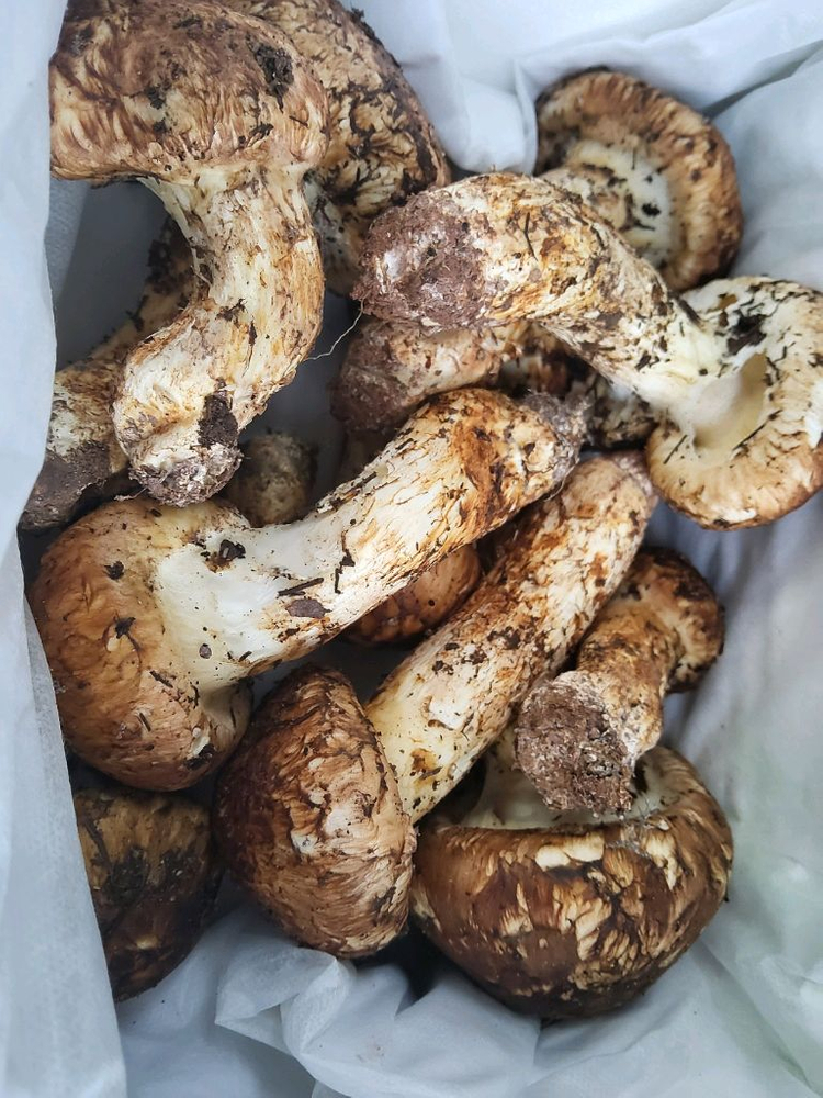 송이버섯 능이버섯 팝니다 오늘만쌉니다 1등급만남음 이미지