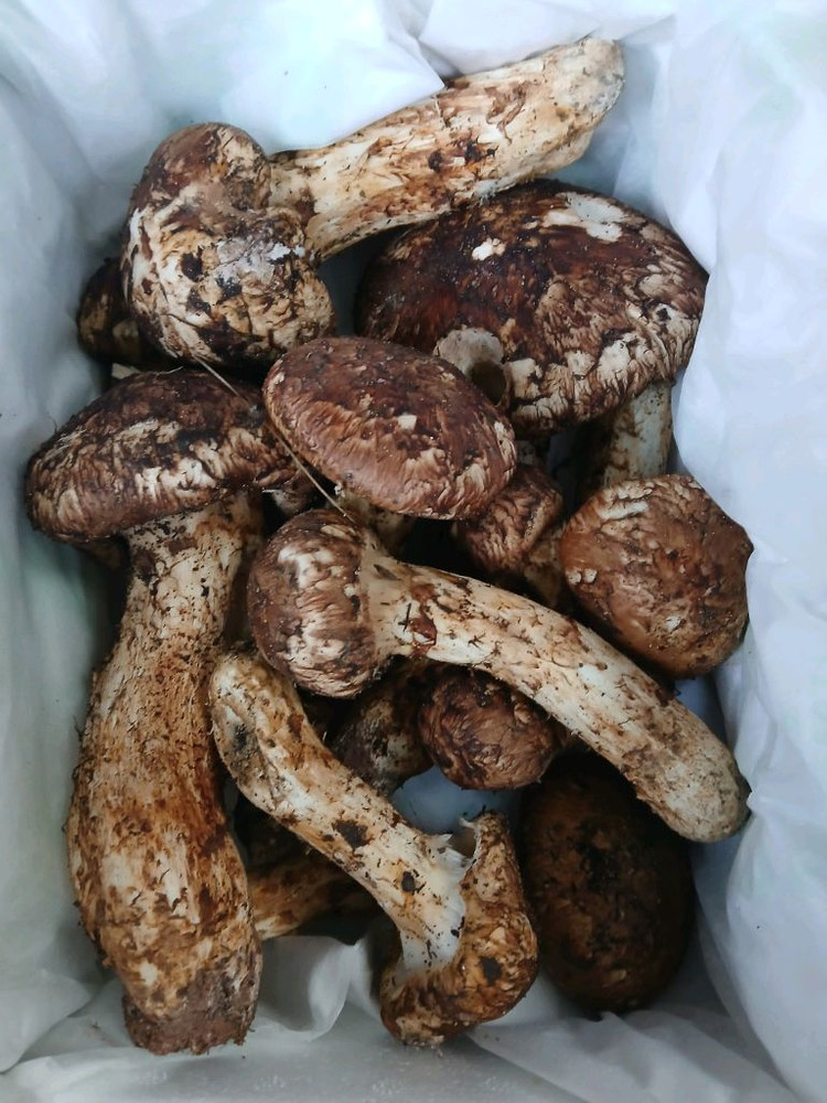 송이버섯 능이버섯 팝니다 오늘만쌉니다 1등급만남음 이미지