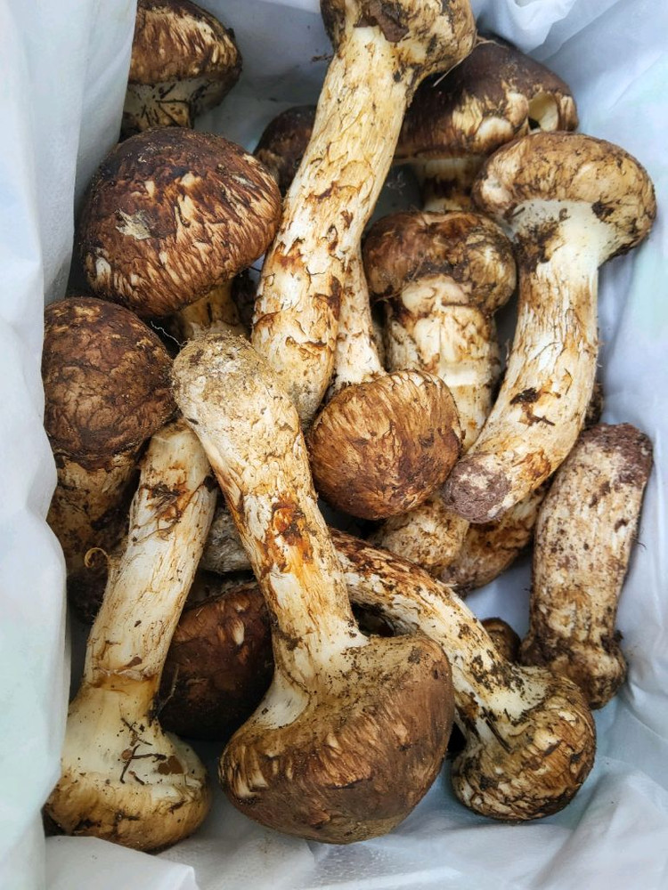 송이버섯 능이버섯 팝니다 오늘만쌉니다 1등급만남음 이미지