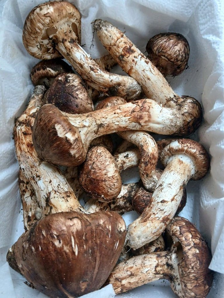 송이버섯 능이버섯 팝니다 오늘만쌉니다 1등급만남음 이미지