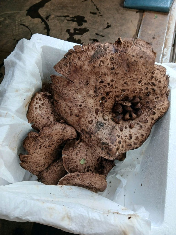 송이버섯 능이버섯 팝니다 오늘만쌉니다 1등급만남음 이미지