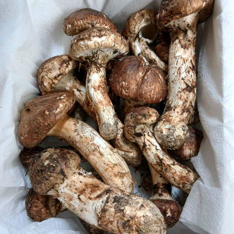 송이버섯 능이버섯 팝니다 오늘만쌉니다 1등급만남음 이미지