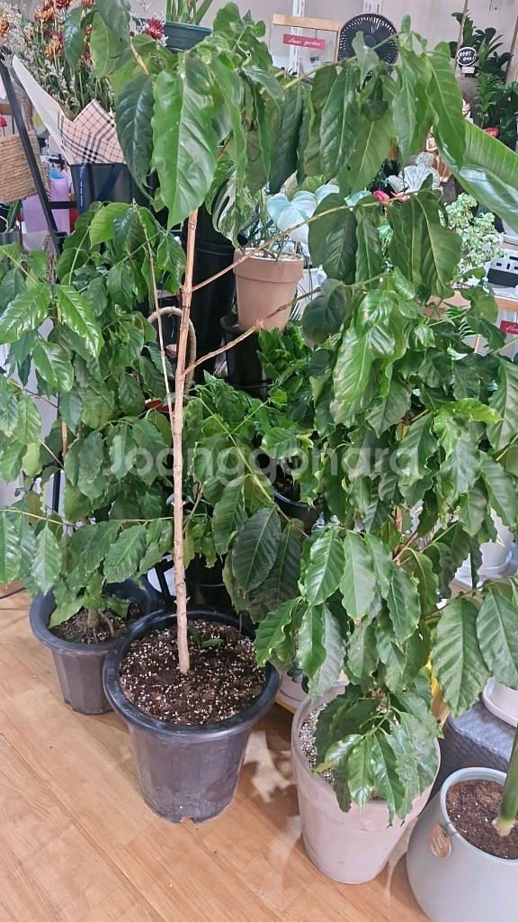 커피나무 3개 일괄판매해요--0