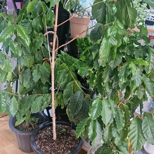 커피나무 3개 일괄판매해요