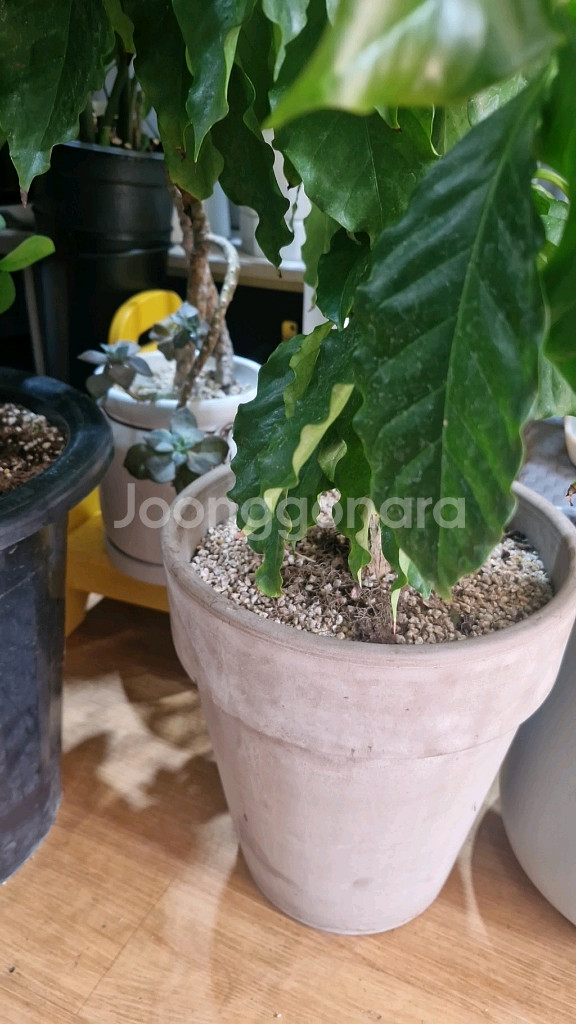 커피나무 3개 일괄판매해요--1