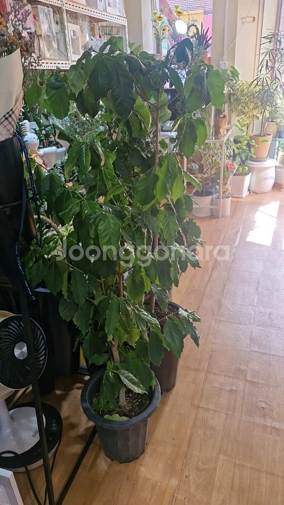 커피나무 3개 일괄판매해요--2