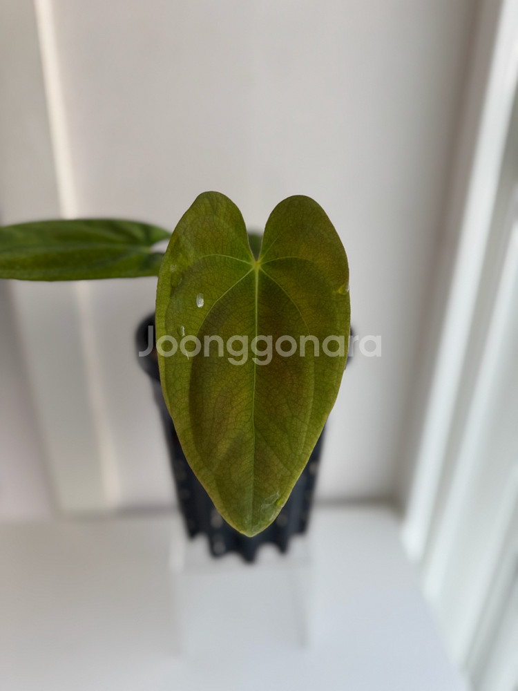 안스리움 PAP RA6 x 도리토스--0