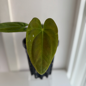 안스리움 PAP RA6 x 도리토스