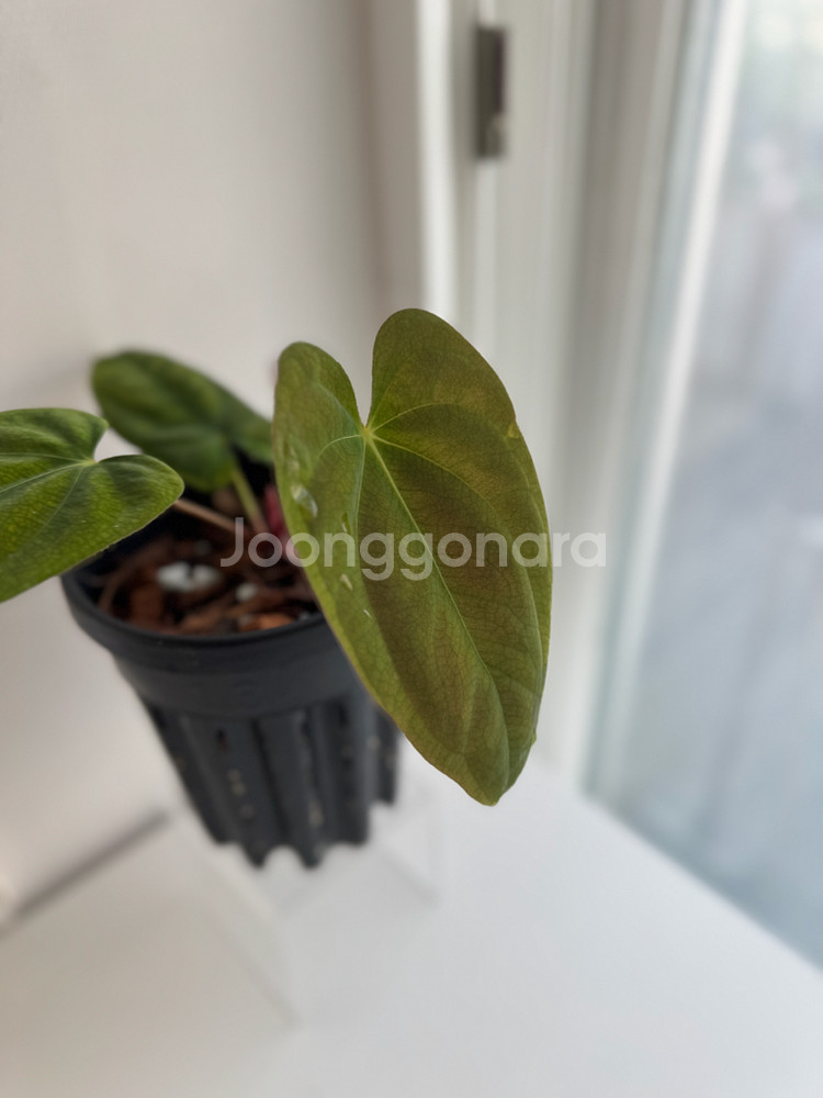 안스리움 PAP RA6 x 도리토스--1