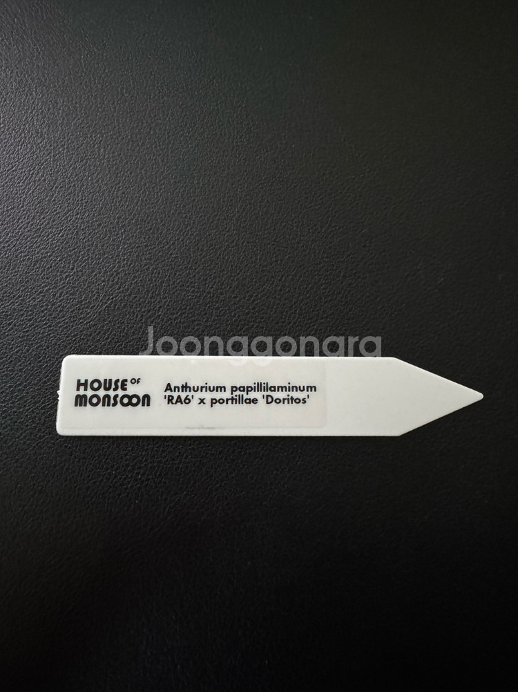 안스리움 PAP RA6 x 도리토스--5