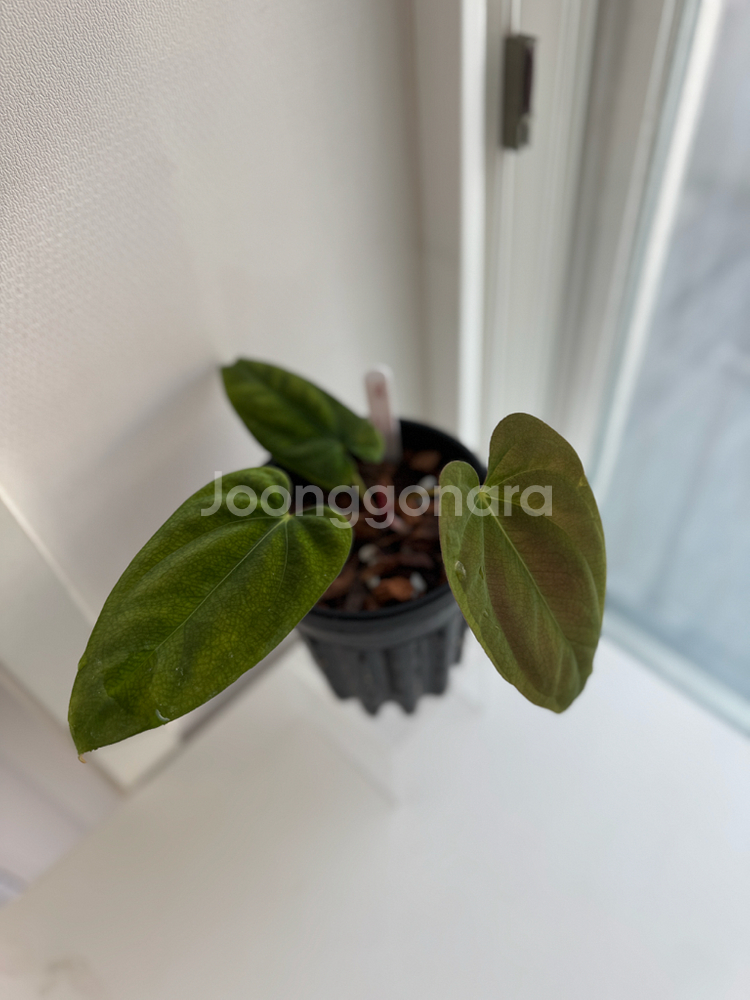 안스리움 PAP RA6 x 도리토스--4