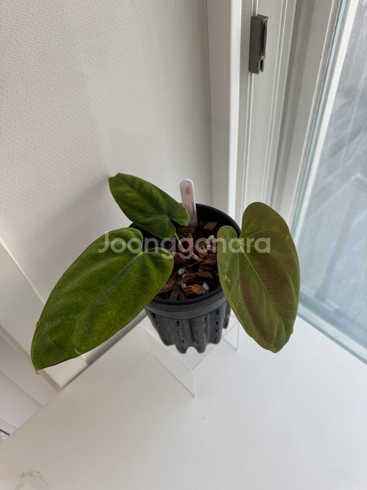 안스리움 PAP RA6 x 도리토스--2