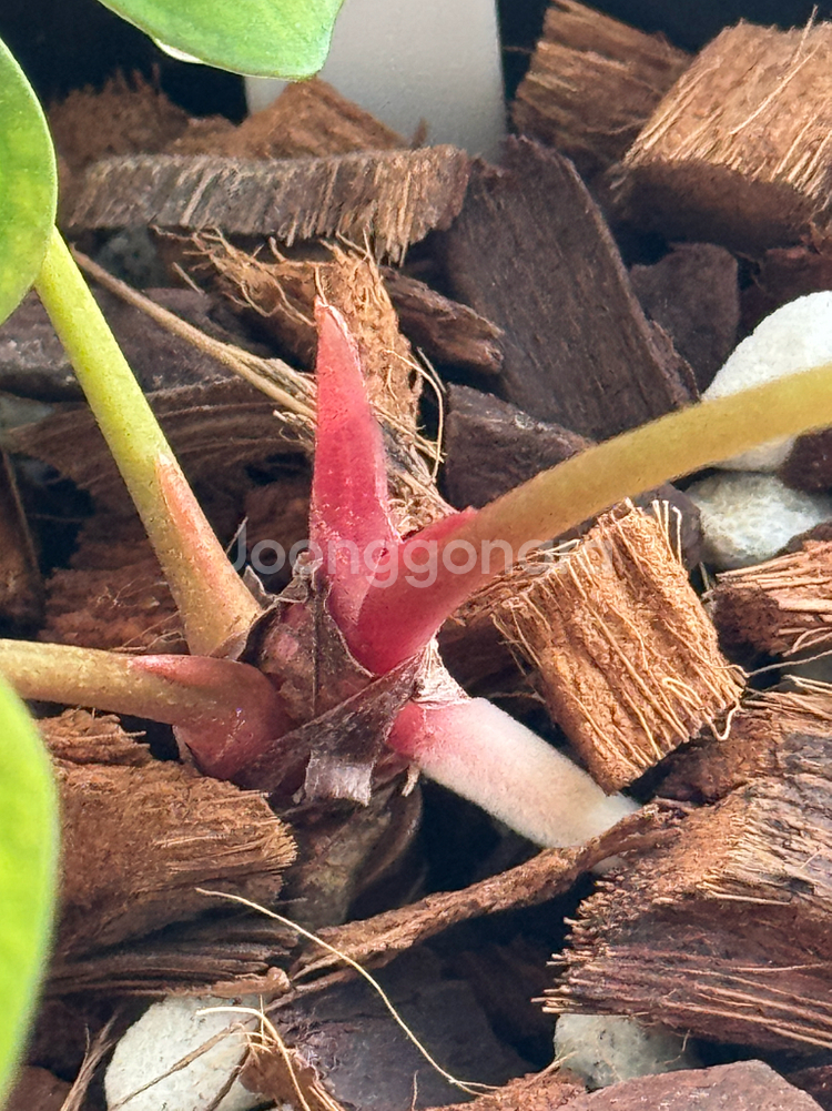 안스리움 PAP RA6 x 도리토스--3