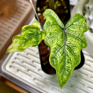 알로카시아 미스틱 10번대 덤으로 닌자 스플래쉬 자구