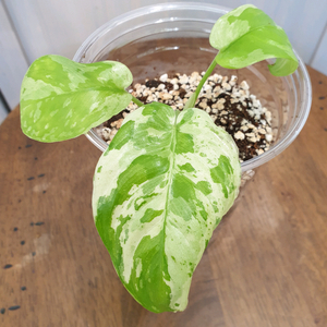 #조배X #잎9cm ~ 호말로메나 스윗마블 바리에가타