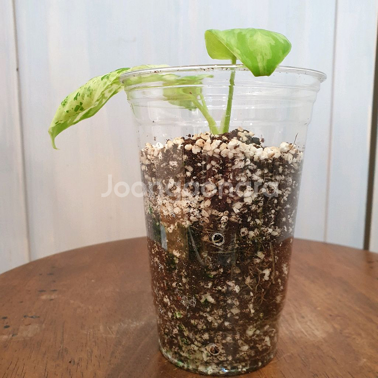 #조배X #잎9cm ~ 호말로메나 스윗마블 바리에가타--4