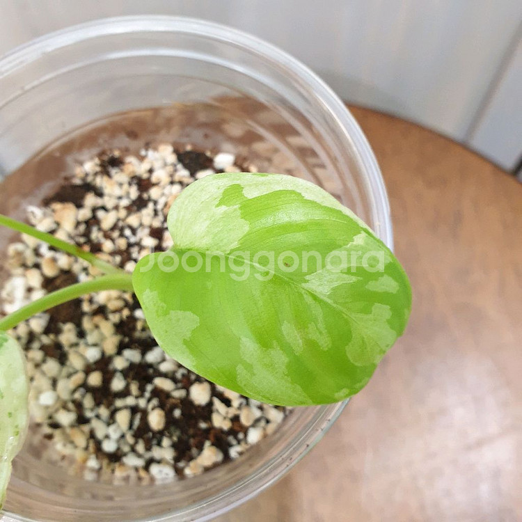 #조배X #잎9cm ~ 호말로메나 스윗마블 바리에가타--5