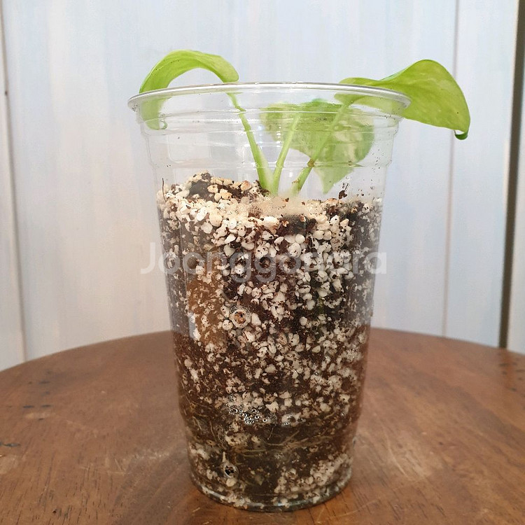 #조배X #잎9cm ~ 호말로메나 스윗마블 바리에가타--3