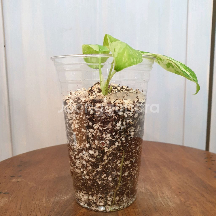 #조배X #잎9cm ~ 호말로메나 스윗마블 바리에가타--2