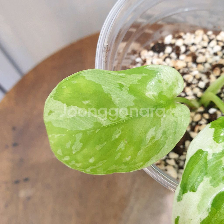 #조배X #잎9cm ~ 호말로메나 스윗마블 바리에가타--6