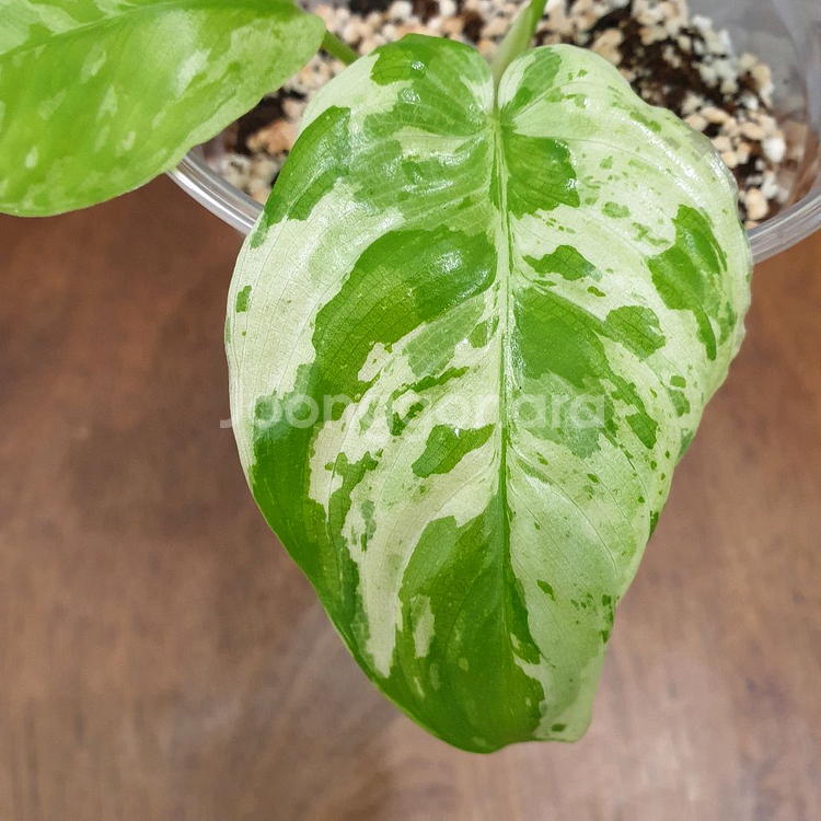 #조배X #잎9cm ~ 호말로메나 스윗마블 바리에가타--7