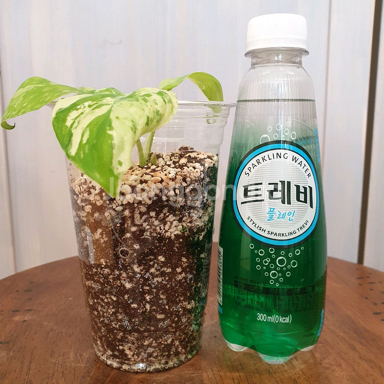 #조배X #잎9cm ~ 호말로메나 스윗마블 바리에가타--1