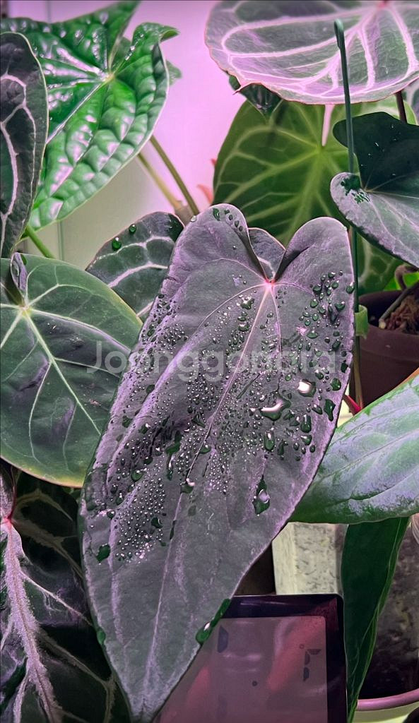 안스리움 미드나잇벨벳x파필롱 (eyewall)--0