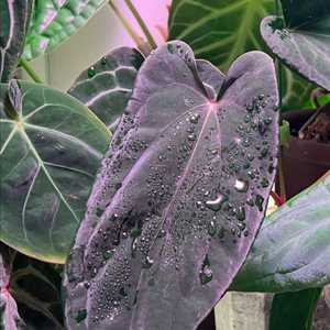 안스리움 미드나잇벨벳x파필롱 (eyewall)