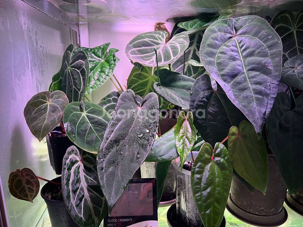 안스리움 미드나잇벨벳x파필롱 (eyewall)--1