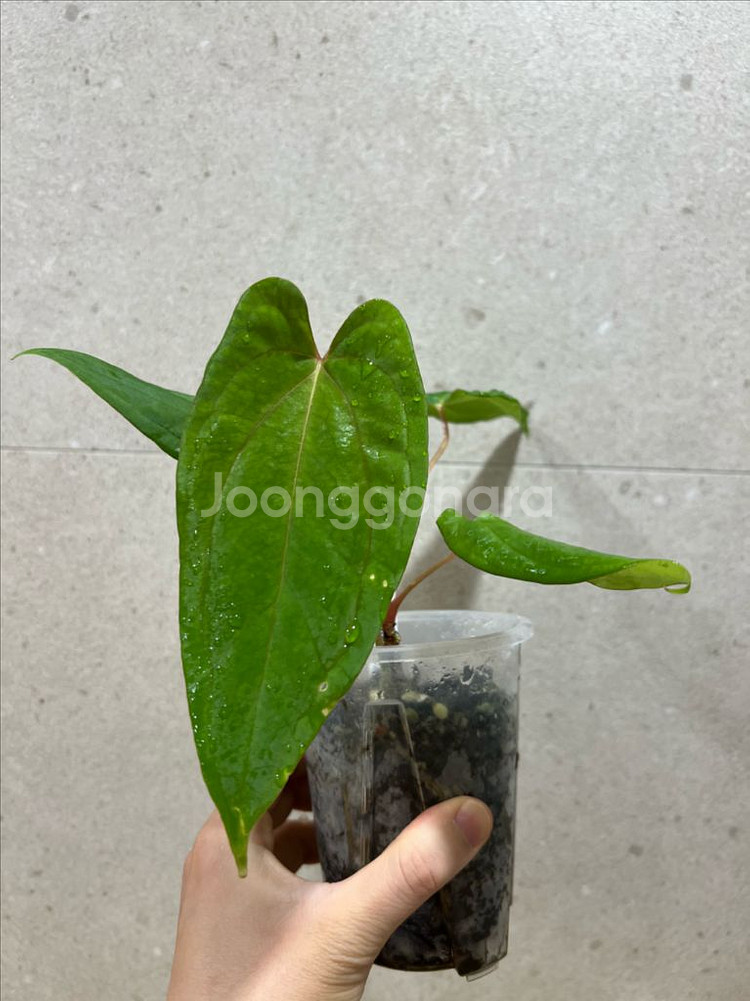 안스리움 미드나잇벨벳x파필롱 (eyewall)--2