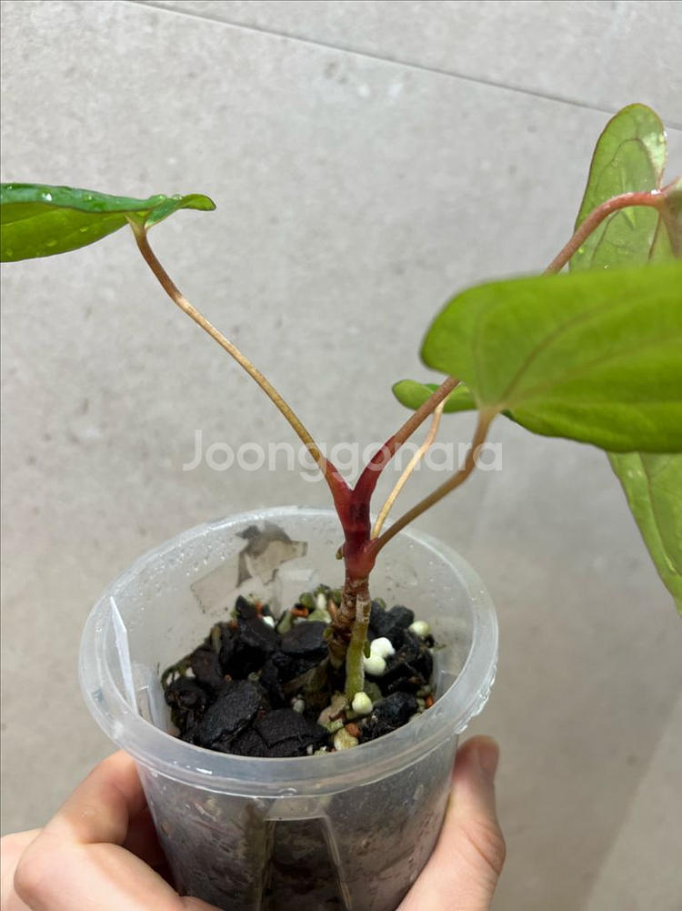 안스리움 미드나잇벨벳x파필롱 (eyewall)--3