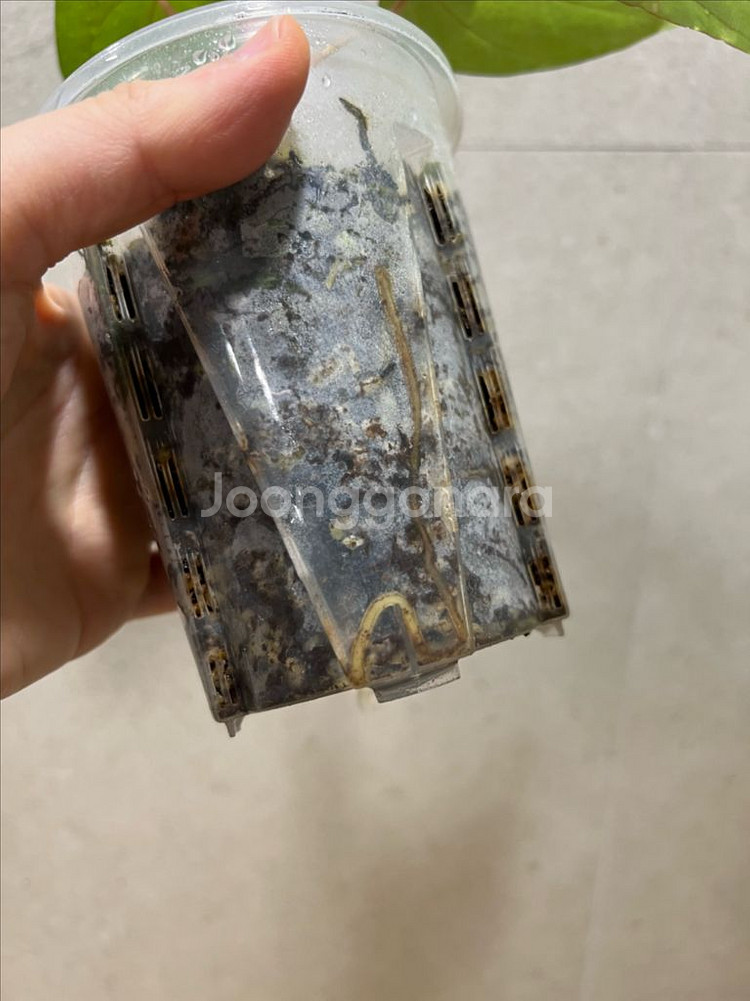 안스리움 미드나잇벨벳x파필롱 (eyewall)--4