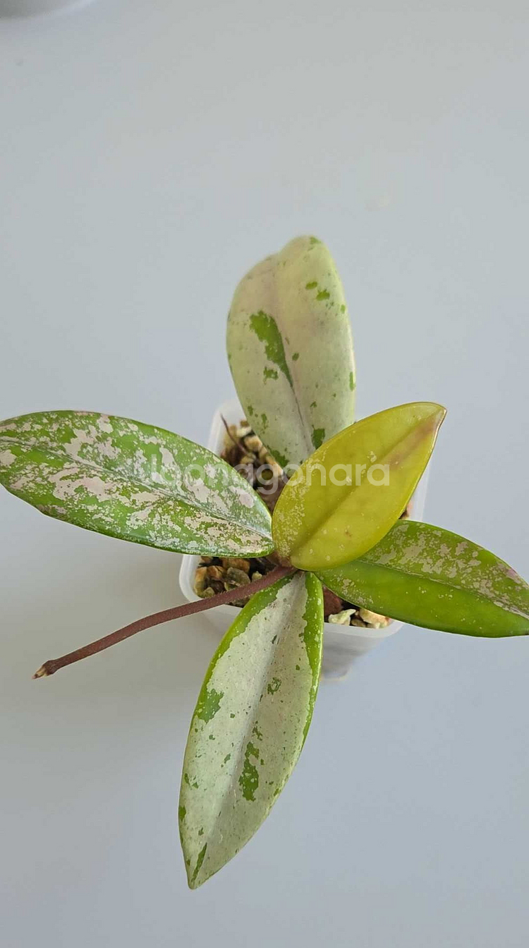 호야 윌버그레이브--0