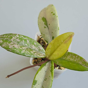 호야 윌버그레이브