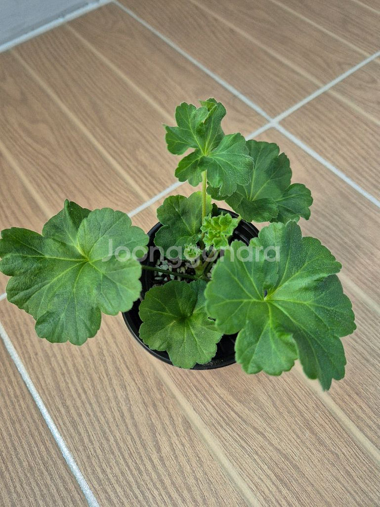 러시아제라늄 UV비잔티움--1