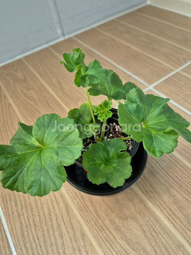 러시아제라늄 UV비잔티움--2